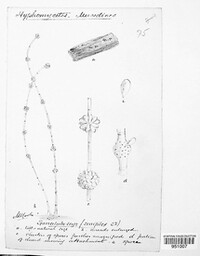 Image of Melanospora simplex